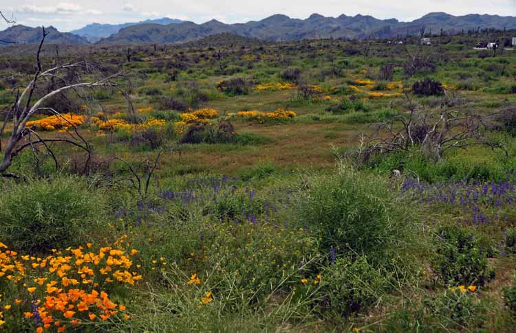 yellow wildflower fields